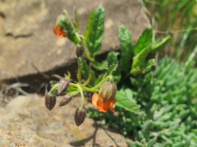 Hermannia cristata, photographed by Suvarna Parbhoo Mohan