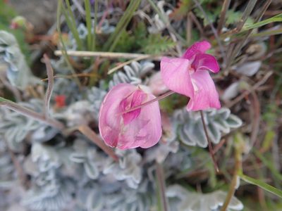 Astragalus utahensis, photographed by Mitch Van Dyke