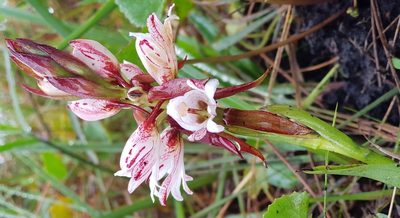 Satyrium sphaerocarpum, photographed by Suvarna Parbhoo Mohan