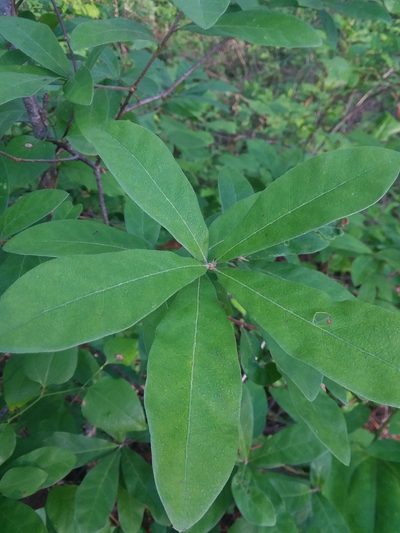 Quercus oglethorpensis, photographed by Will McFarland