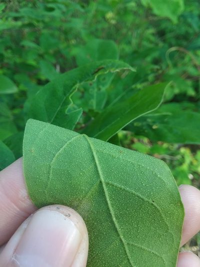 Quercus oglethorpensis, photographed by Will McFarland
