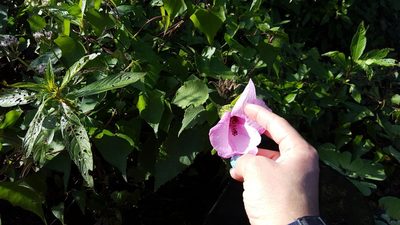 Sabdariffa furcellata, photographed by Michelle Sevcovas