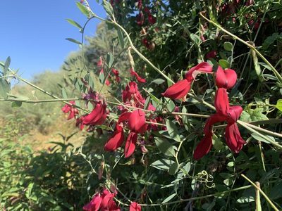 Lathyrus splendens, photographed by Jim Riley