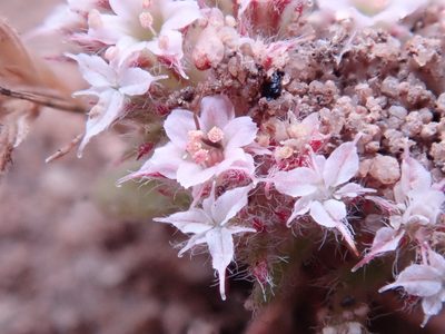 Chorizanthe pungens, photographed by Henrik Kibak