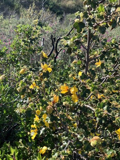 Fremontodendron mexicanum, photographed by Jim Riley