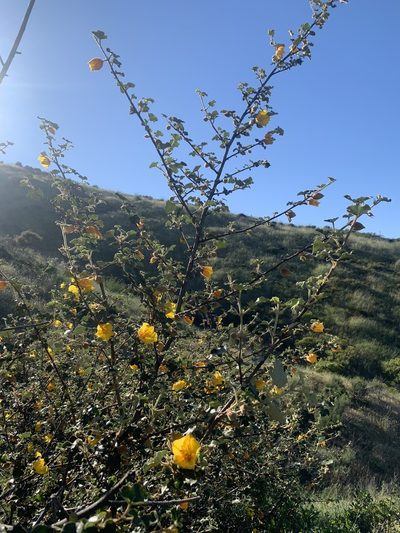 Fremontodendron mexicanum, photographed by Jim Riley