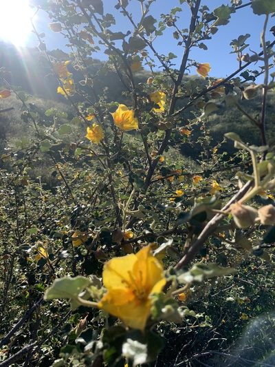 Fremontodendron mexicanum, photographed by Jim Riley