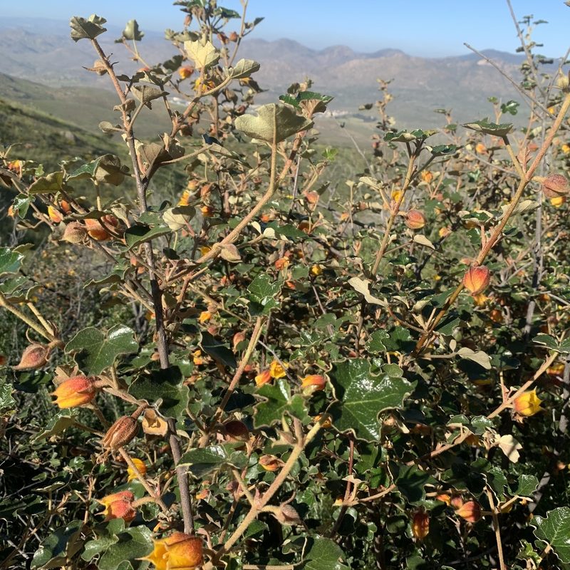 Fremontodendron mexicanum, photographed by Jim Riley
