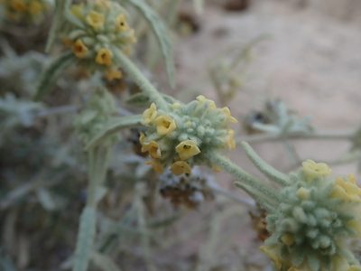 Buddleja utahensis, photographed by Mitch Van Dyke