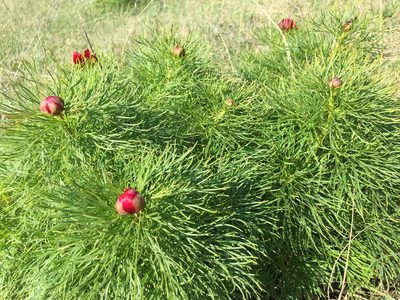 Paeonia tenuifolia, photographed by Елена Патерикина