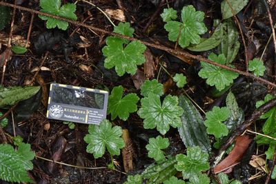 Hydrocotyle setulosa, photographed by Cheng-Tao Lin