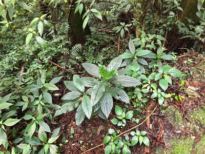 Paraphlomis javanica, photographed by Cheng-Tao Lin
