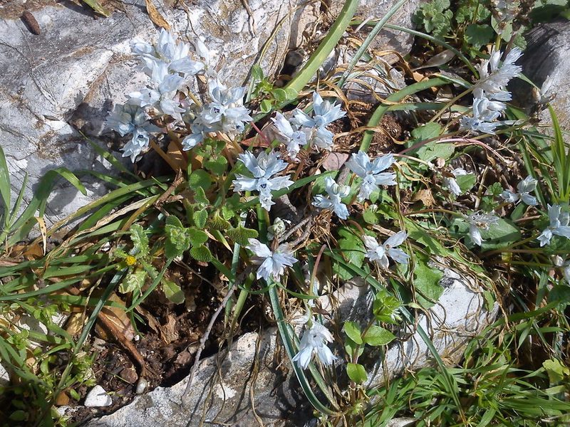 Bellevalia hyacinthoides, photographed by George Papademetriou