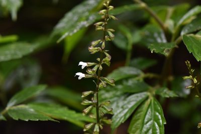 Salvia hayatae, photographed by Cheng-Tao Lin