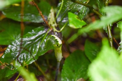 Arisaema penicillatum, photographed by Cheng-Tao Lin