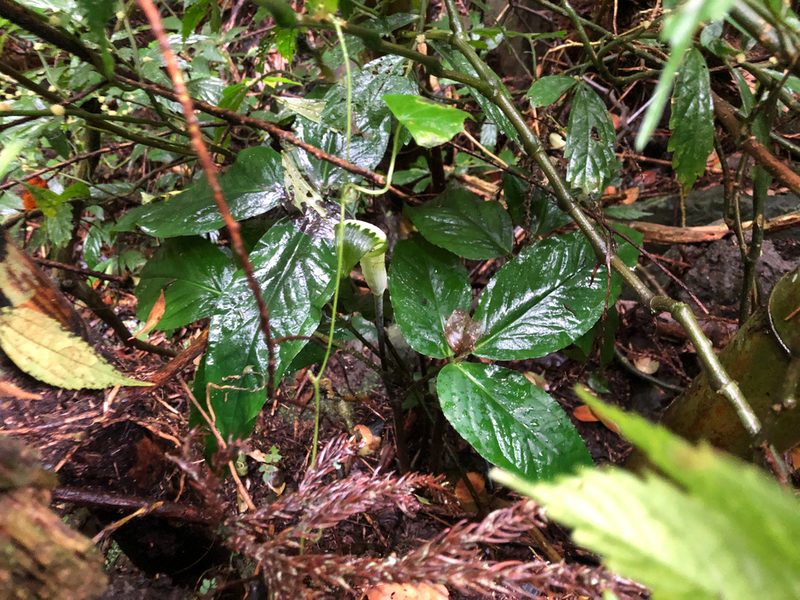 Arisaema penicillatum, photographed by Cheng-Tao Lin