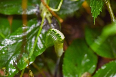 Arisaema penicillatum, photographed by Cheng-Tao Lin
