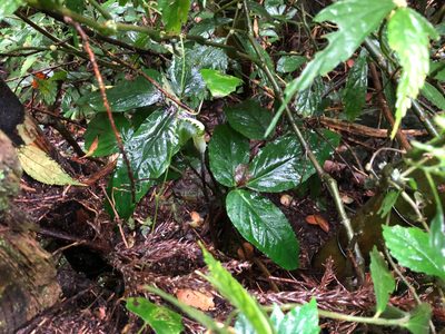 Arisaema penicillatum, photographed by Cheng-Tao Lin