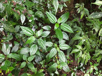 Pilea angulata, photographed by Cheng-Tao Lin