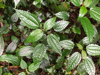 Pilea angulata, photographed by Cheng-Tao Lin