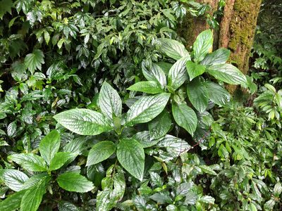 Paraphlomis javanica, photographed by Cheng-Tao Lin