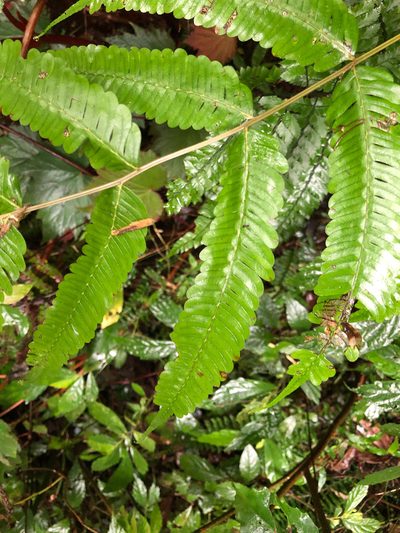 Pteris setulosocostulata, photographed by Cheng-Tao Lin
