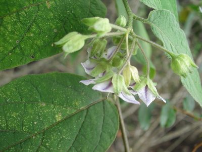 Solanum didymum, photographed by Giovanni Marques de Castro