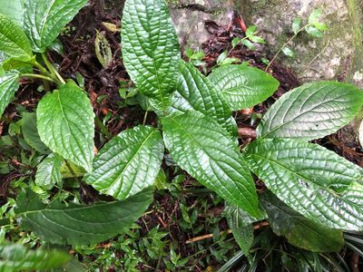 Paraphlomis javanica, photographed by Cheng-Tao Lin