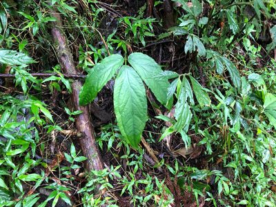 Arisaema grapsospadix, photographed by Cheng-Tao Lin