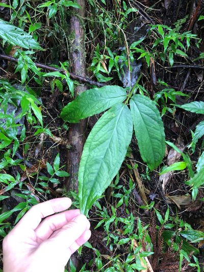 Arisaema grapsospadix, photographed by Cheng-Tao Lin