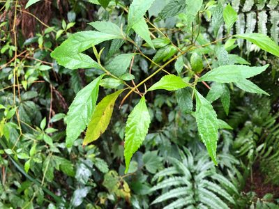 Callicarpa randaiensis, photographed by Cheng-Tao Lin