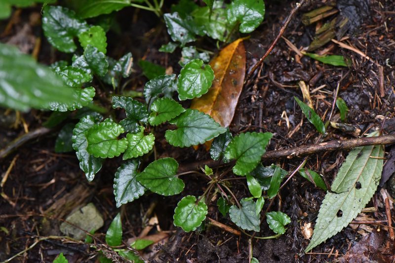 Viola mucronulifera, photographed by Cheng-Tao Lin