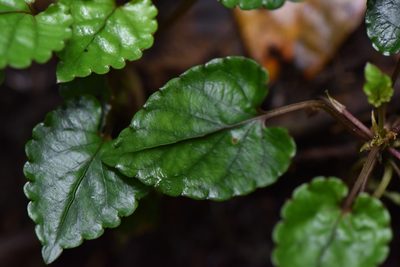 Viola mucronulifera, photographed by Cheng-Tao Lin