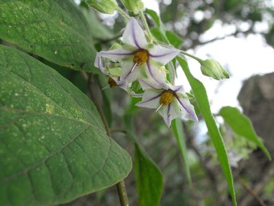 Solanum didymum, photographed by Giovanni Marques de Castro