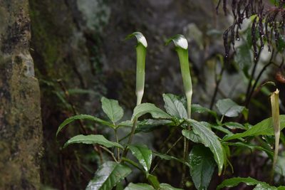 Arisaema grapsospadix, photographed by Cheng-Tao Lin