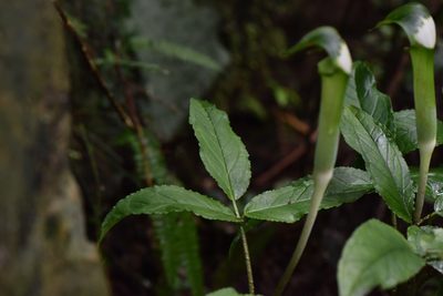 Arisaema grapsospadix, photographed by Cheng-Tao Lin