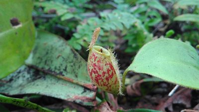 Nepenthes ampullaria, photographed by ꦥꦤ꧀ꦗꦶꦒꦸꦱ꧀ꦠꦶꦄꦏ꧀ꦧꦂ