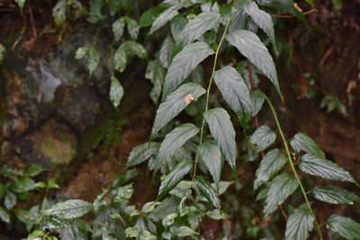 Rubus swinhoei, photographed by Cheng-Tao Lin