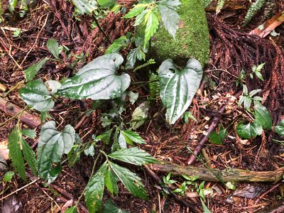 Asarum hypogynum, photographed by Cheng-Tao Lin