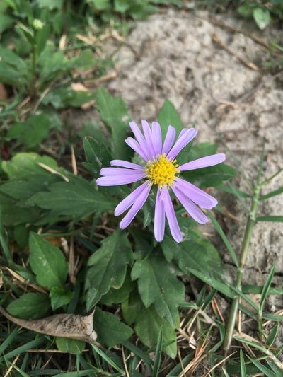 Aster indicus, photographed by chen ying-hsiao