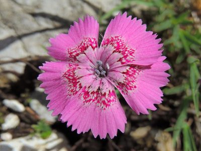 Dianthus callizonus, photographed by xulescu_g