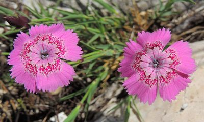 Dianthus callizonus, photographed by xulescu_g