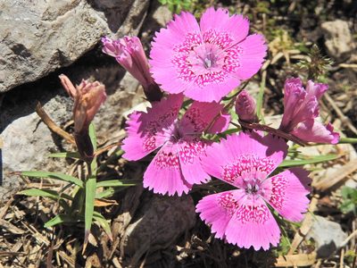 Dianthus callizonus, photographed by xulescu_g