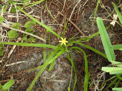 Hypoxis curtissii, photographed by Laura Gaudette