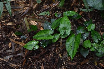 Asarum hypogynum, photographed by Cheng-Tao Lin