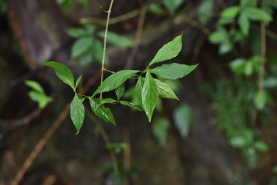 Callicarpa randaiensis, photographed by Cheng-Tao Lin