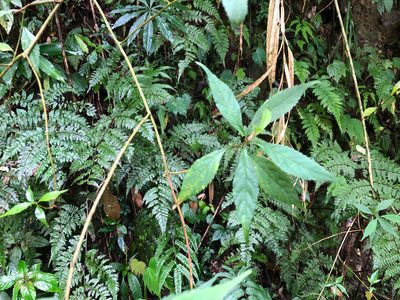 Callicarpa randaiensis, photographed by Cheng-Tao Lin