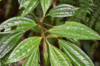 Pilea funkikensis, photographed by Cheng-Tao Lin