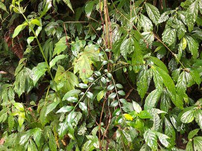 Zanthoxylum scandens, photographed by Cheng-Tao Lin