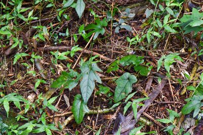 Aristolochia cucurbitifolia, photographed by Cheng-Tao Lin